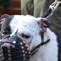 Old English Bulldog, Maulkorb mit FressSchutz, Verstärkung und Stirnriemen in den Farben schwarz und weiß; Sonderanfertigung Bogen über Nasenschwamm