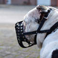Old English Bulldog, Maulkorb mit FressSchutz, Verstärkung und Stirnriemen in den Farben schwarz und weiß; Sonderanfertigung Bogen über Nasenschwamm