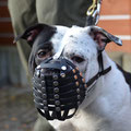 Old English Bulldog, Maulkorb mit FressSchutz, Verstärkung und Stirnriemen in den Farben schwarz und weiß; Sonderanfertigung Bogen über Nasenschwamm