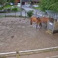 Unsere Pferde standen - zum Glück seelenruhig - rund 50 cm im Hochwasser.