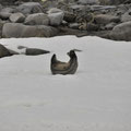 Un phoque de Weddell qui fait du stretching