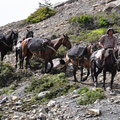 Un gaucho et ses mules
