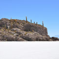L'île aux cactus millénaires