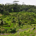 Les rizières en terrasse de Tegallalang