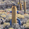 Un cactus un peu particulier...