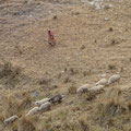 Une bergère et ses moutons
