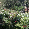 Le jardin aux roses