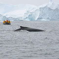 Les baleines à bosses depuis le zodiac