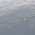 Une baleine à bosse juste devant le bateau