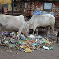Inde vache poubelle