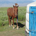 chevaux mongoles