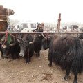 Kashgar - Marché des animaux