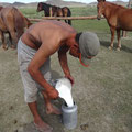 lait de jument frais - mongolie
