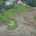 rizieres en terrasse, environ de Sapa