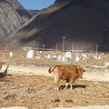 Vache des montagnes de Chine