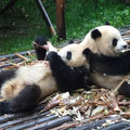 Panda du Sichuan ( Chine)
