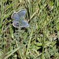 papillon - steppe mongole