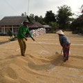 Séchage du riz - Delta du Mekong