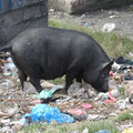 Népal - cochon poubelle