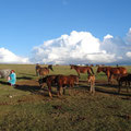 chevaux kirguizes
