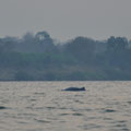 Laos 4000 iles  dauphin d'eau douce ( irrawadi ) dans le mekong