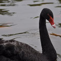 cygne noir black swann