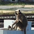 Inde singe en gare