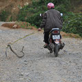 Serpent des rizieres (Vietnam)