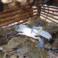 Crabes bleus - Kep au Cambodge