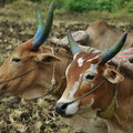 Inde paire de vache trainant leur charrue