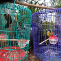 oiseaux des montagnes du vietnam, en cage...