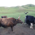 vaches mongoles "huir"