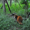 Panda rouge (Firefox) , au Sichuan en Chine