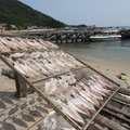 calamars sur l'ile de Cham ( Vietnam)