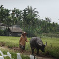 paysan cambodgien dans sa riziere