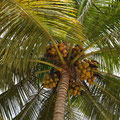 Nois de coco au Kerala (Inde)