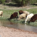 Moutons kirguizes