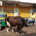 Inde vache dans la rue