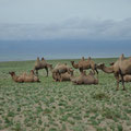 Troupeau de chameaux - desert de Gobi