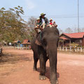 elephant du laos