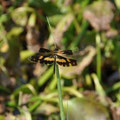 Papillon  Inde Kerala