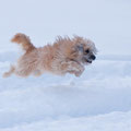 Dumpy der fliegende Lawinenhund / Dumpy le chien d'avalanche volant