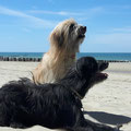 Jey-Jey et Ellie profitent de la mer du Nord / Jey-Jey und Ellie geniessen die Nordsee