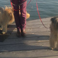Jolie: au bord du Lac de Constance avec mon nouveau copin Erasmus / am Bodensee mit meinem neuen Freund Erasmus