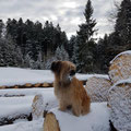 Jill aime les promenades hivernales / Jill liebt ausgedehnte Spaziergänge im Schnee