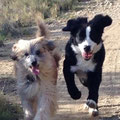 Fanou feiert Geburtstag mit seiner Freundin Liska, Liska ist Blindenjunghund in Ausbildung.