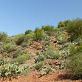 Culture d'arganiers et de figuiers de barbarie (cactus)