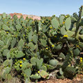 Ces cactus sont en fleurs