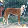 JARCHA femelle podenca sortie de fourrière (parrainée par Chantal M)