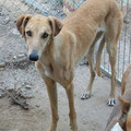 GENOVA femelle galga (parrainée par Frédéric M)